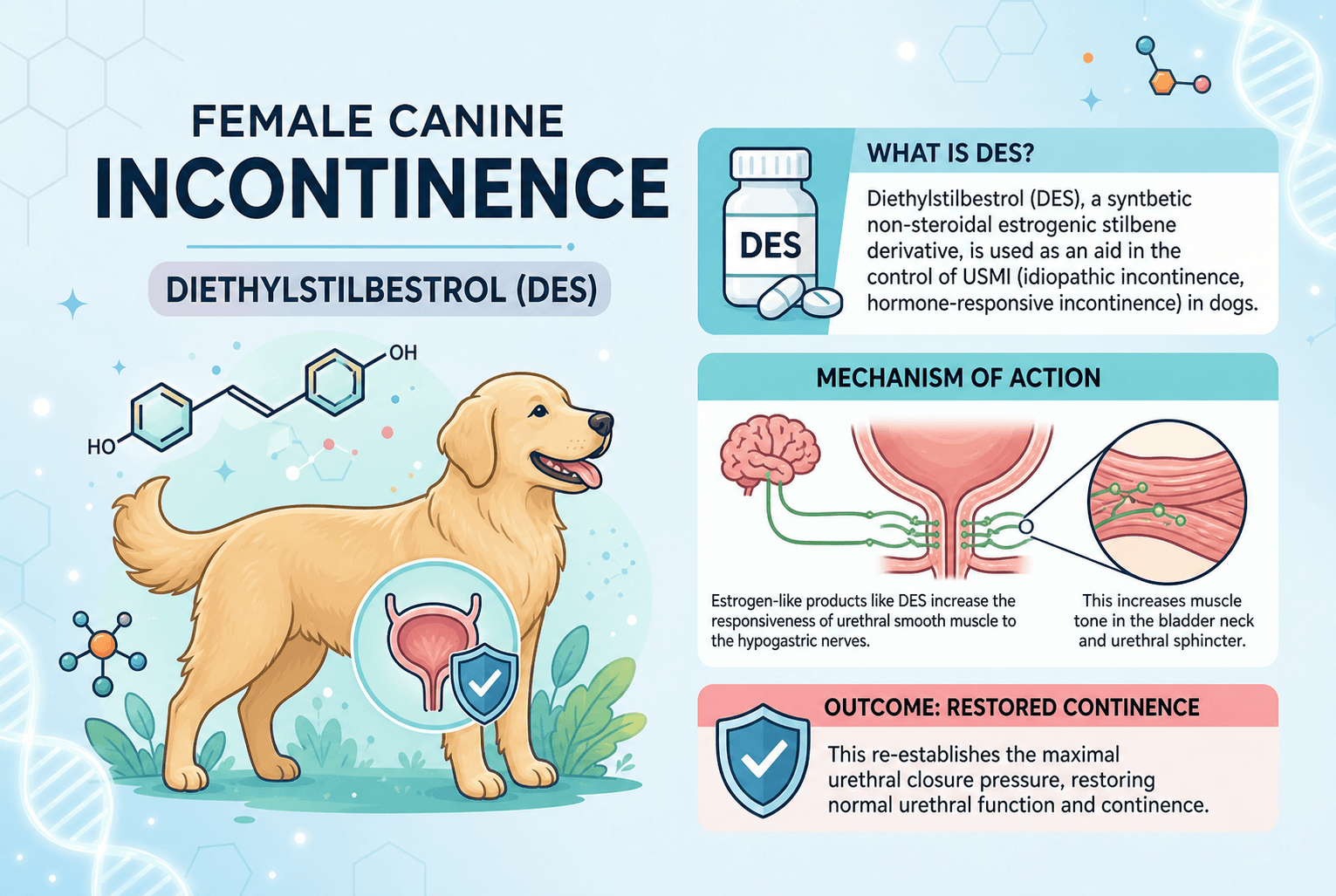 Female Canine Incontinence